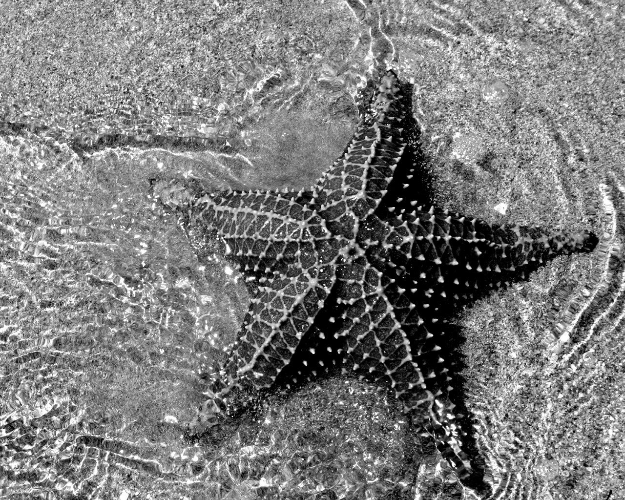 Морская звезда обои