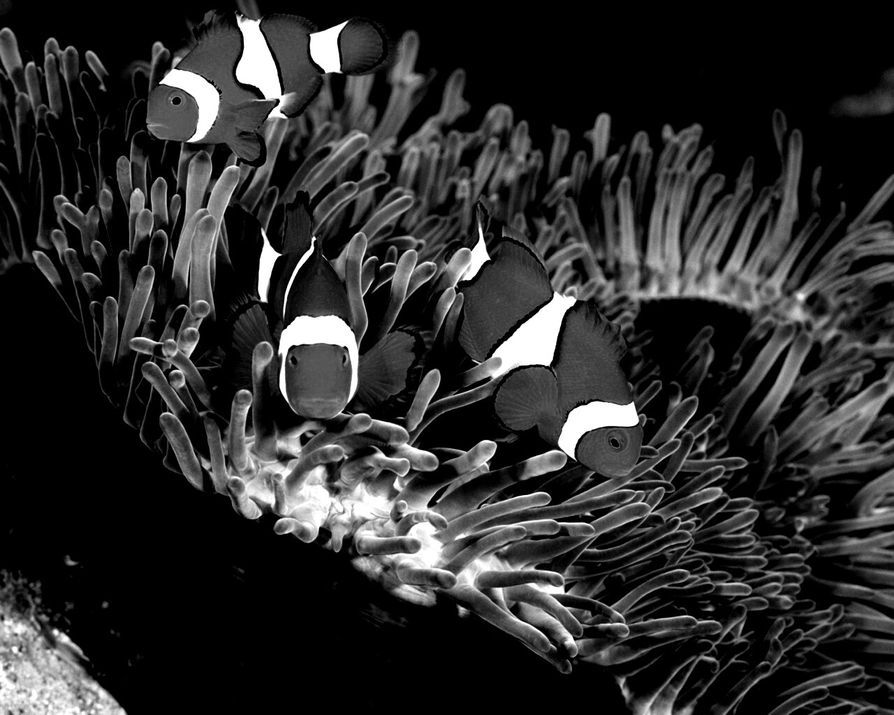 Рыбки-клоуны обои