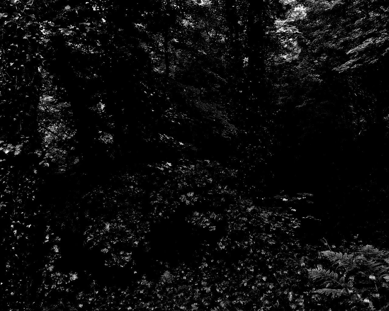 Заросли обои