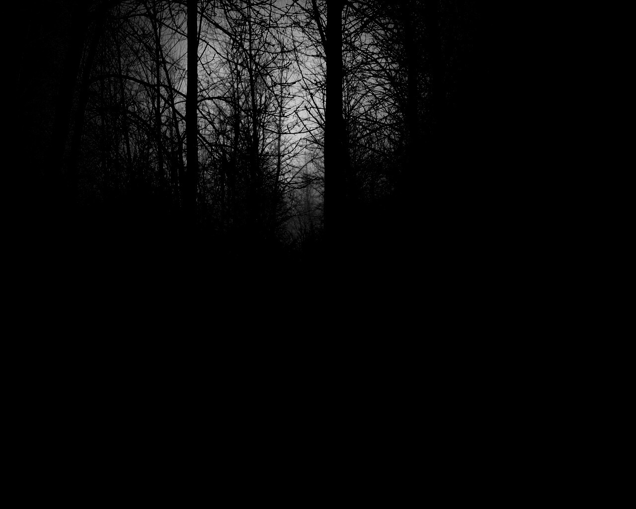 Страшный туманный лес обои