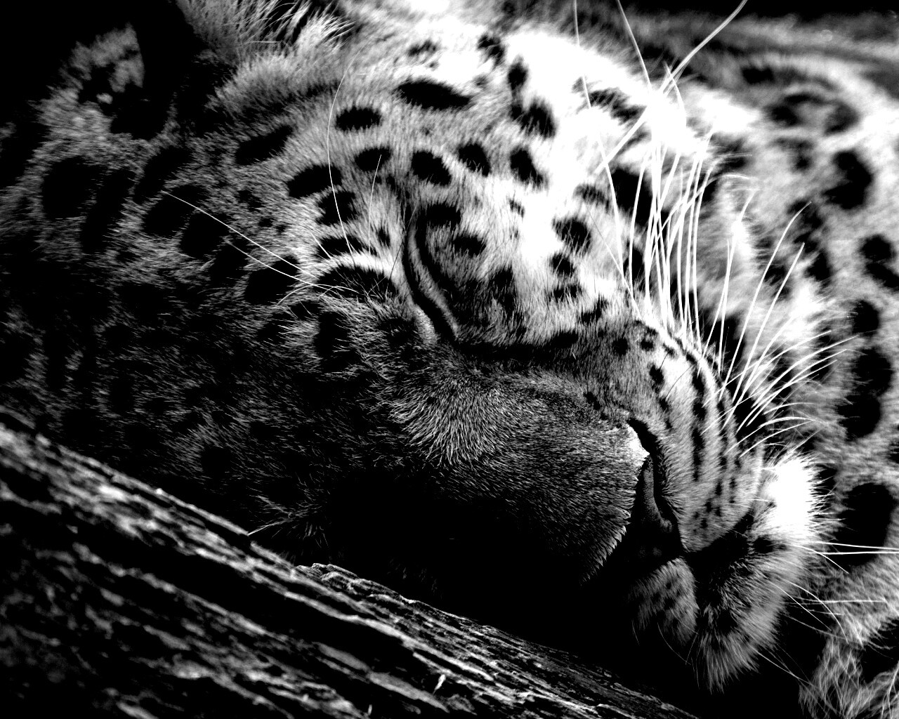 Спящий хищник обои