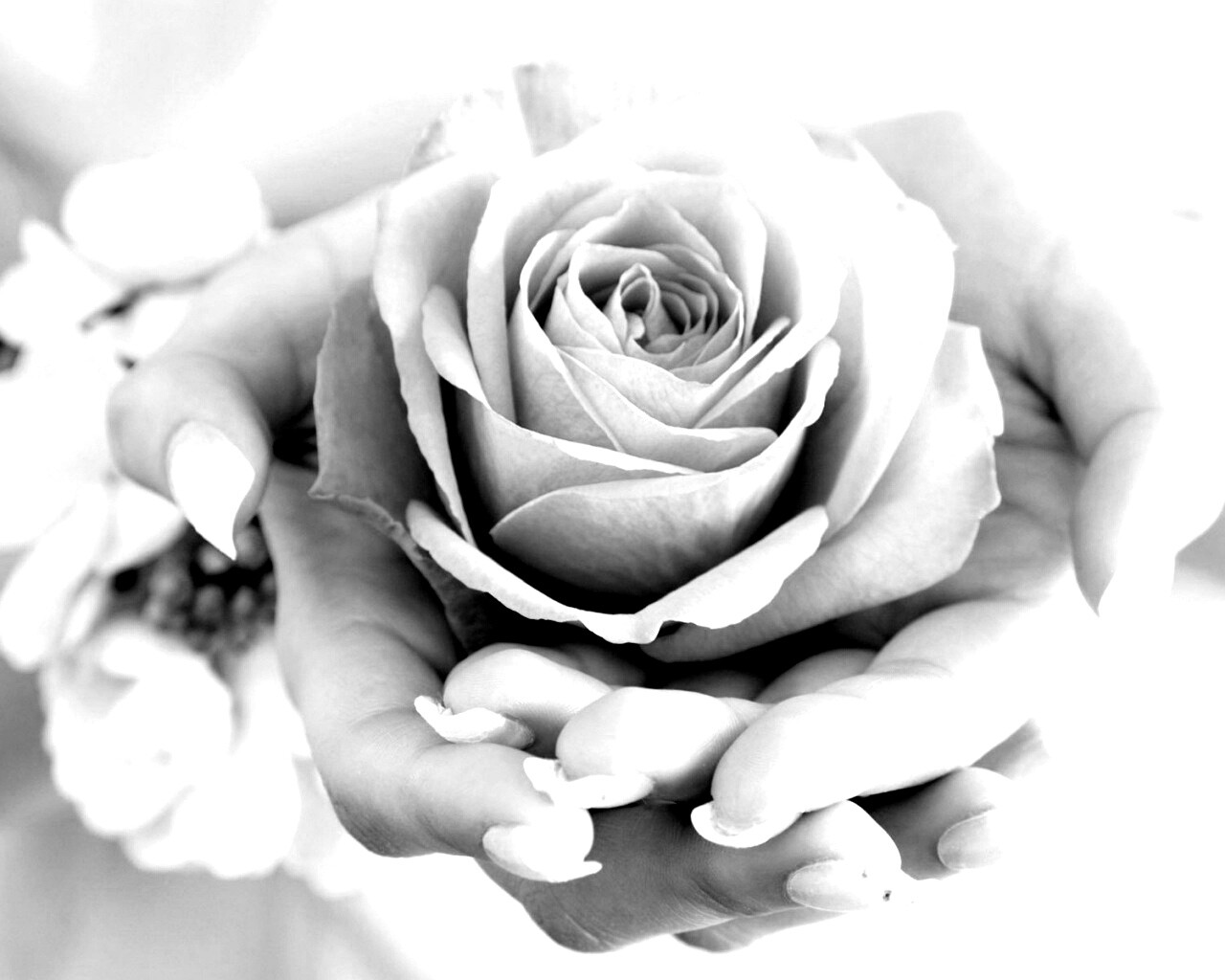 Роза в женских руках обои