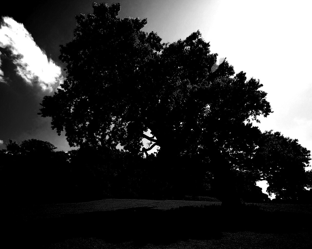 Большое зеленое дерево на лужайке обои