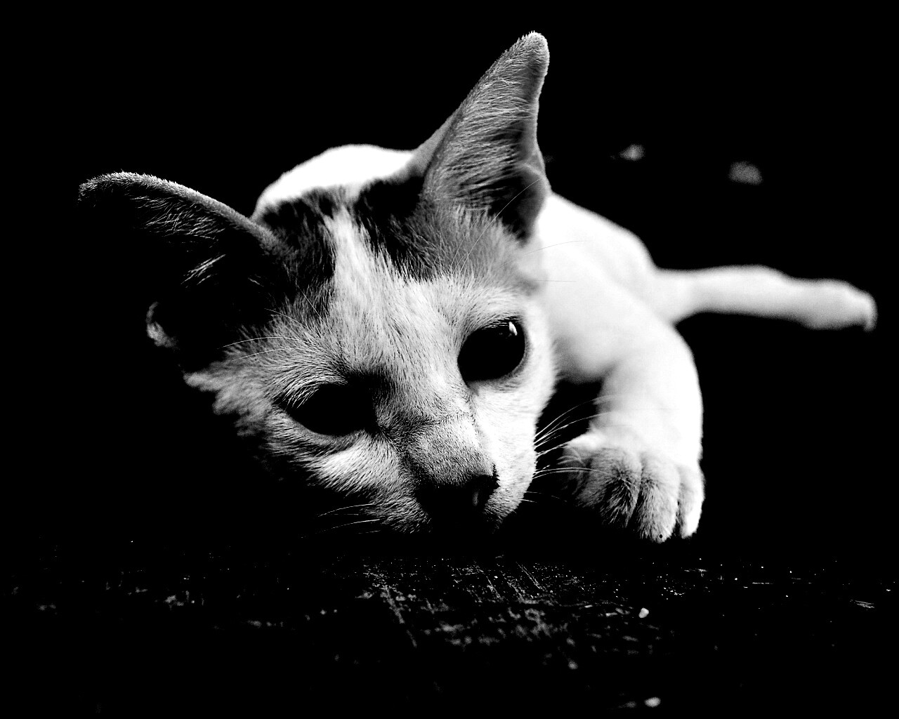 Белый кот на черном полу обои