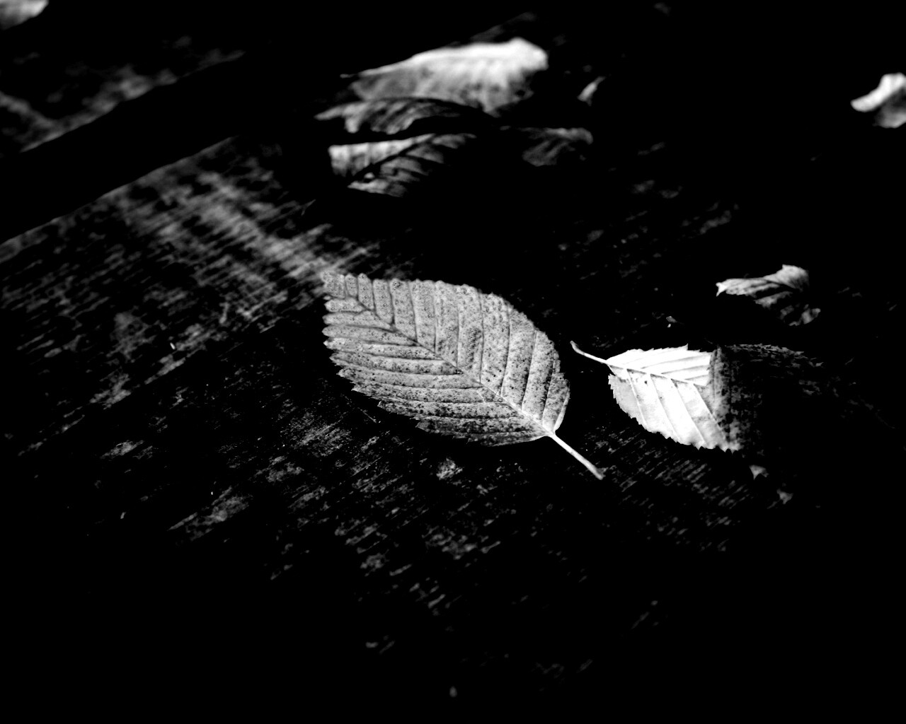 Опавшая листва обои