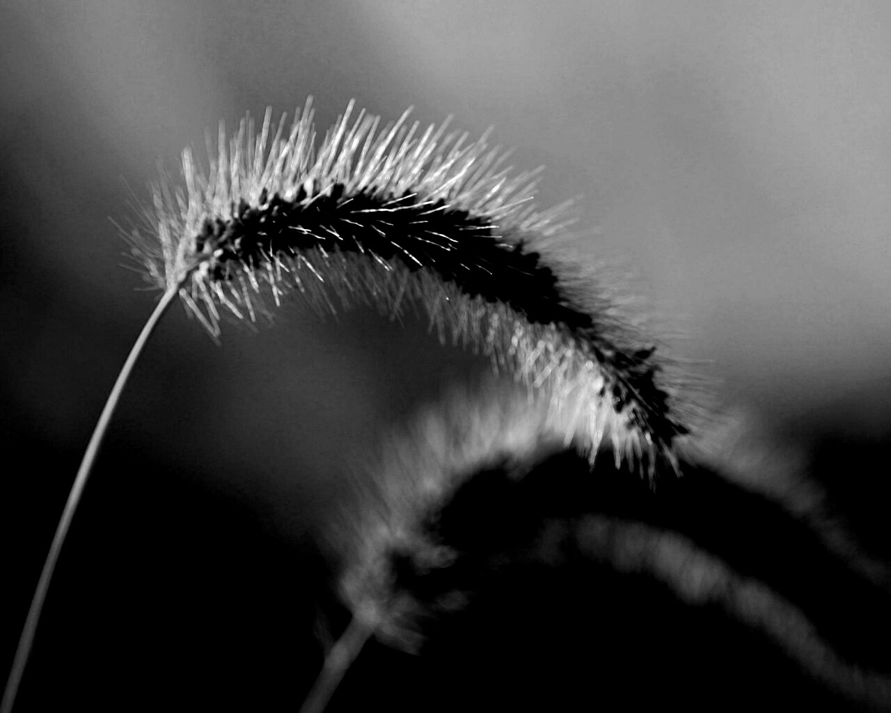 Травинка обои