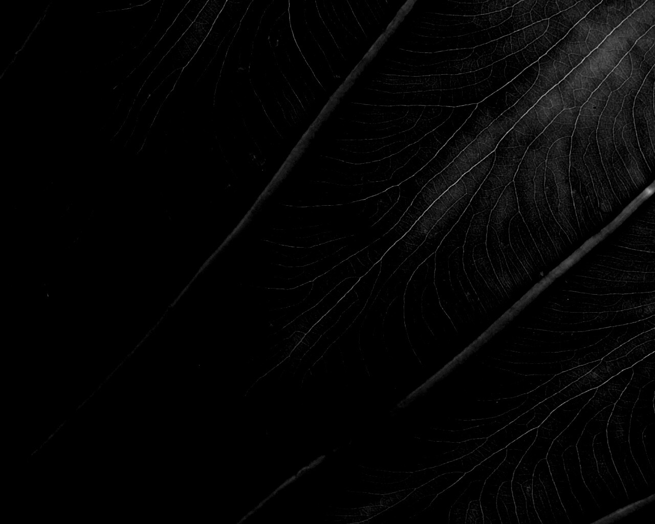 Прожилки на листе обои