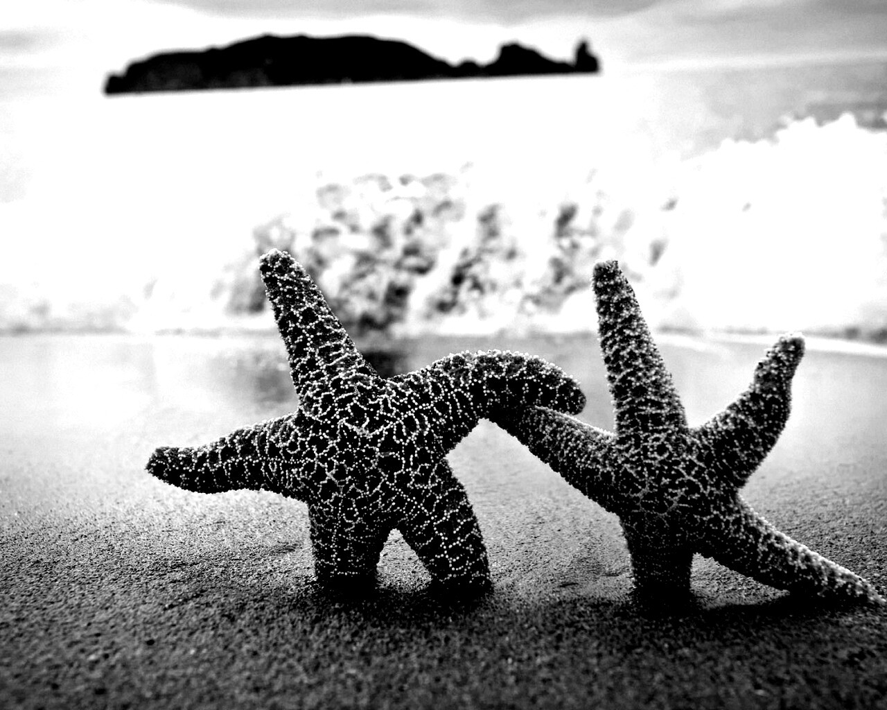 Две морские звезды обои