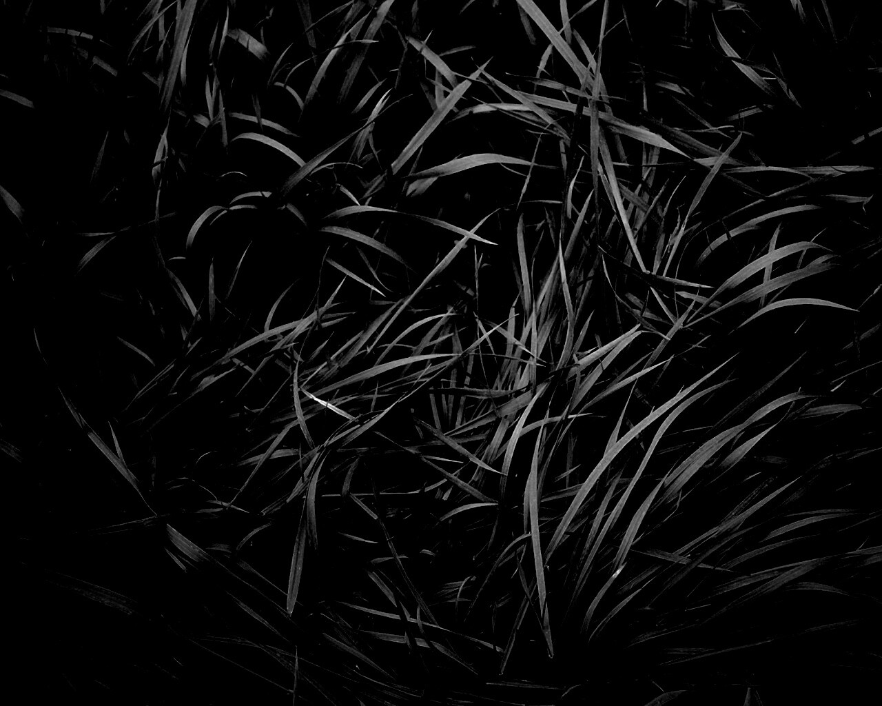 Блеклая трава обои