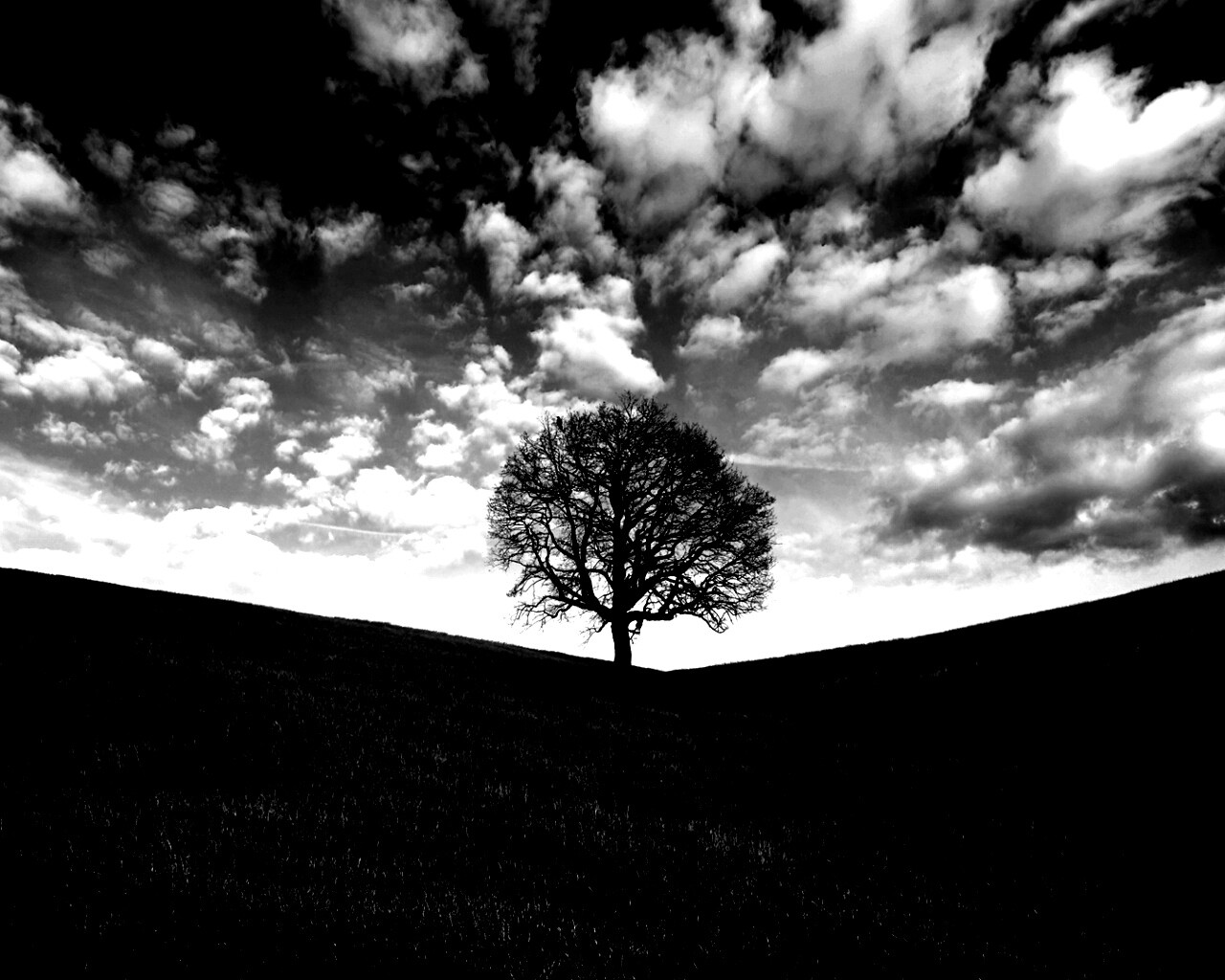 Холм одинокого дуба обои