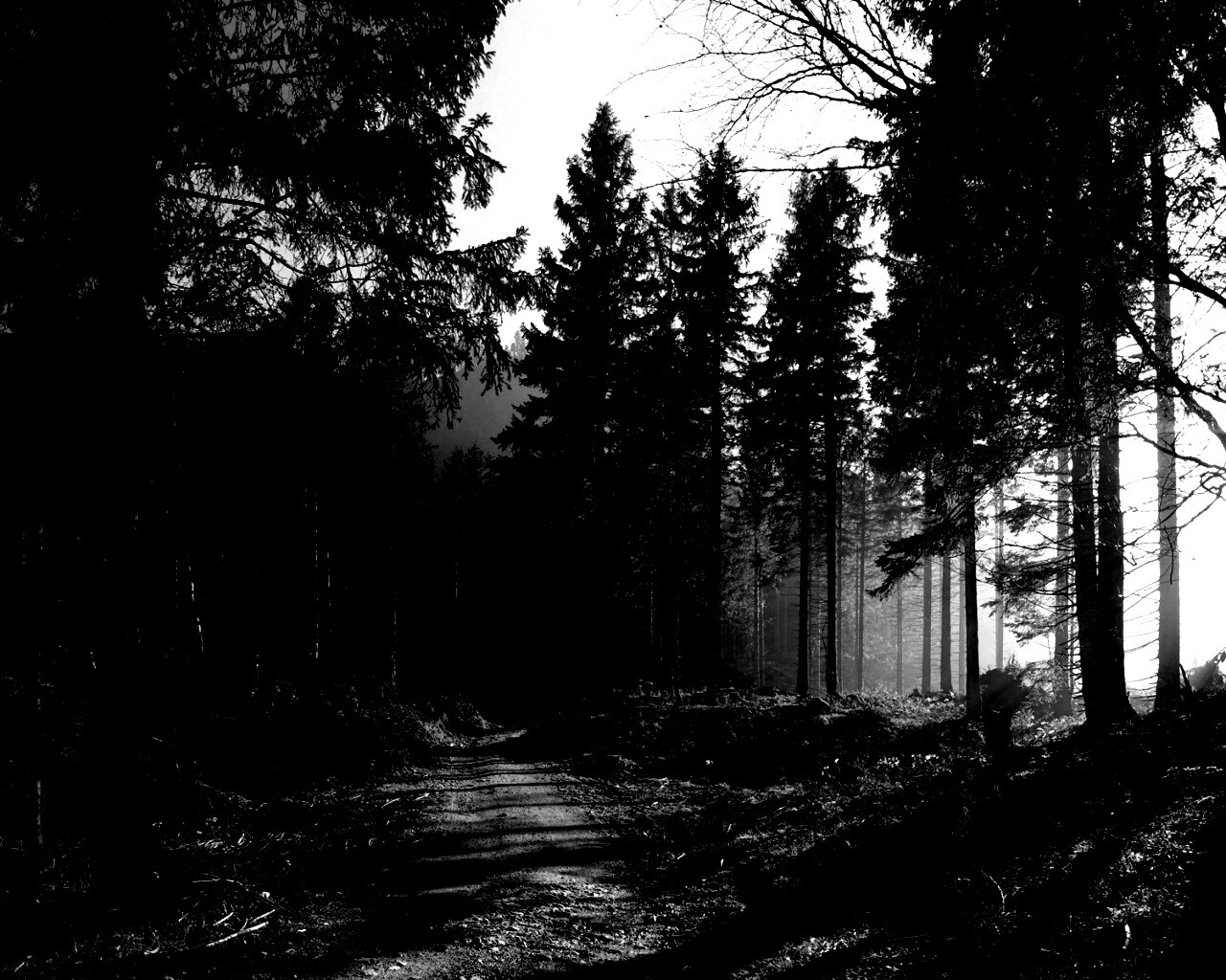 Лесная дорога обои