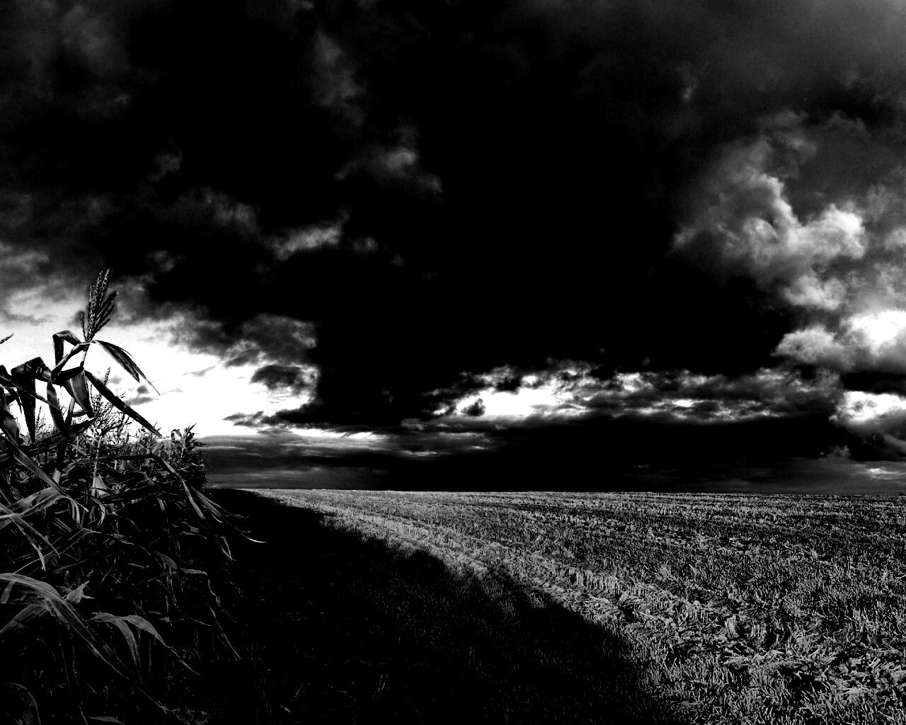 Кукурузное поле обои