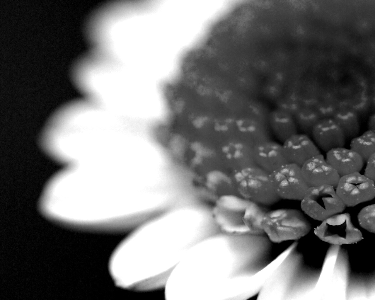 Хризантема обои