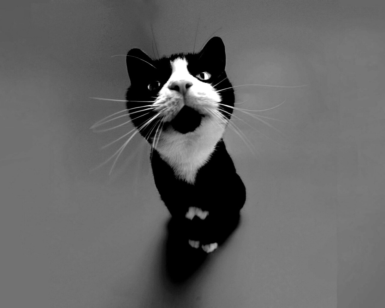 Смешной котик обои