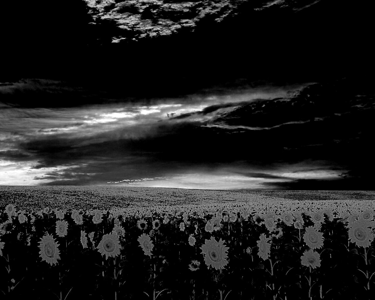 Целое поле подсолнухов обои