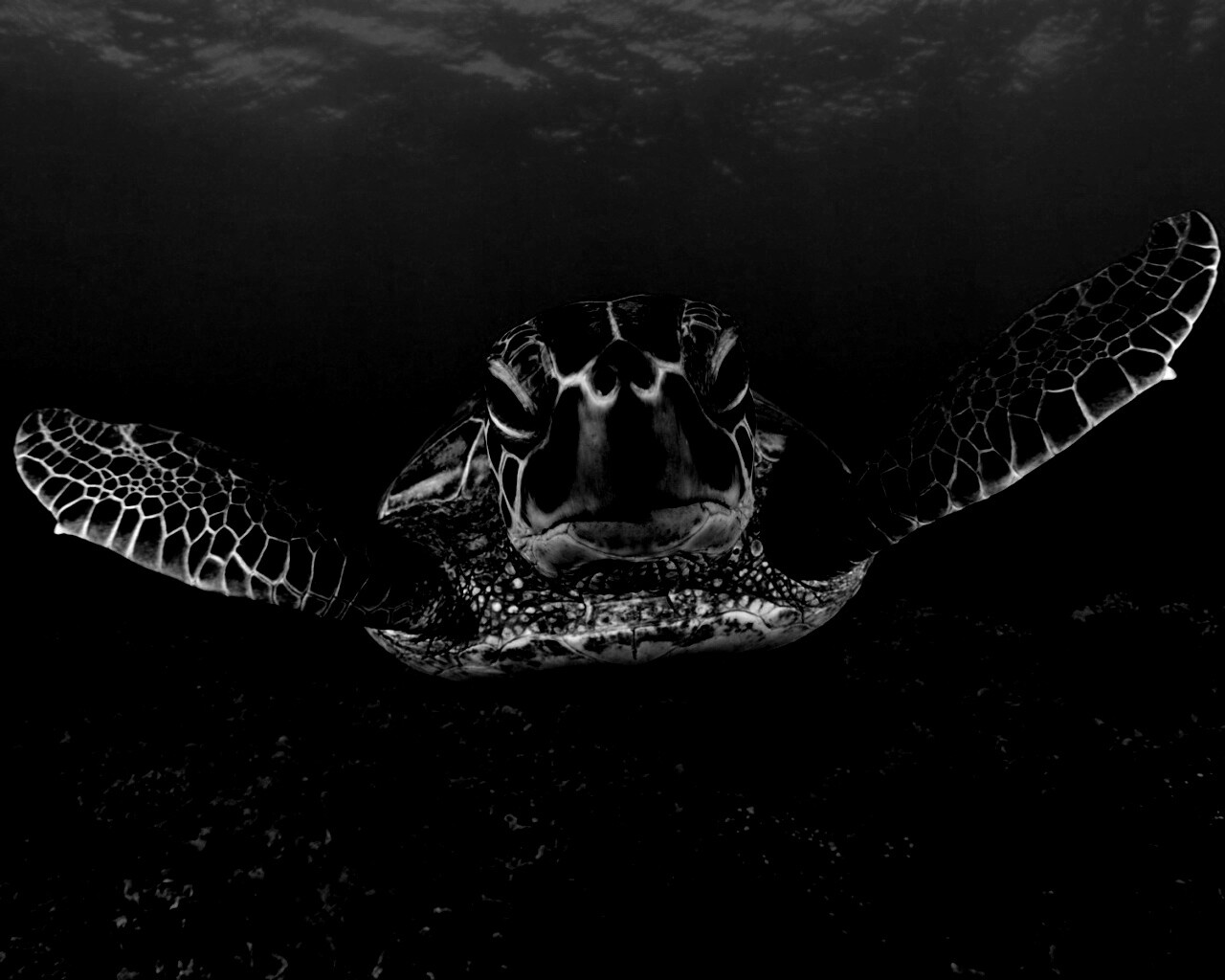 Морская черепаха обои