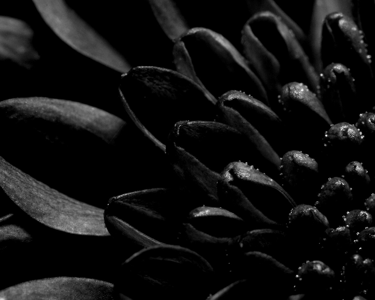 Лепестки хризантемы обои