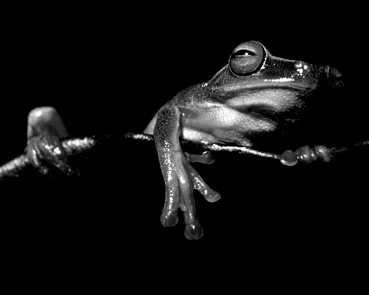 Лягушка на отдыхе обои