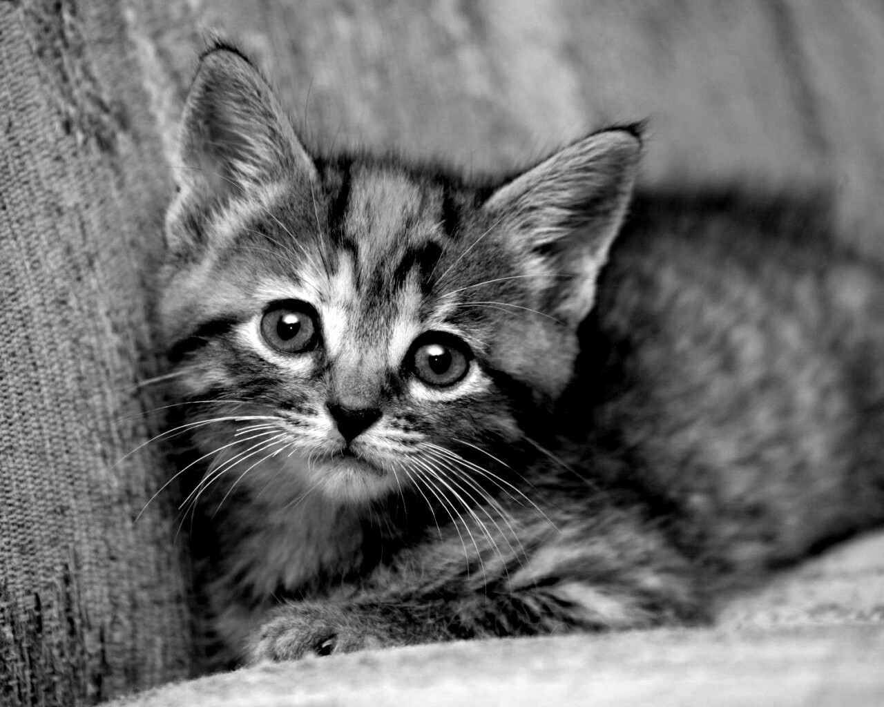 Милый маленький котенок обои