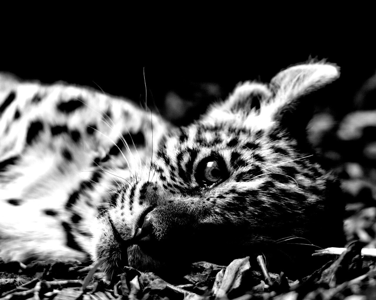 Гепард котенок обои