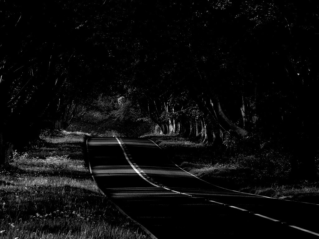 Трасса в тени деревьев обои