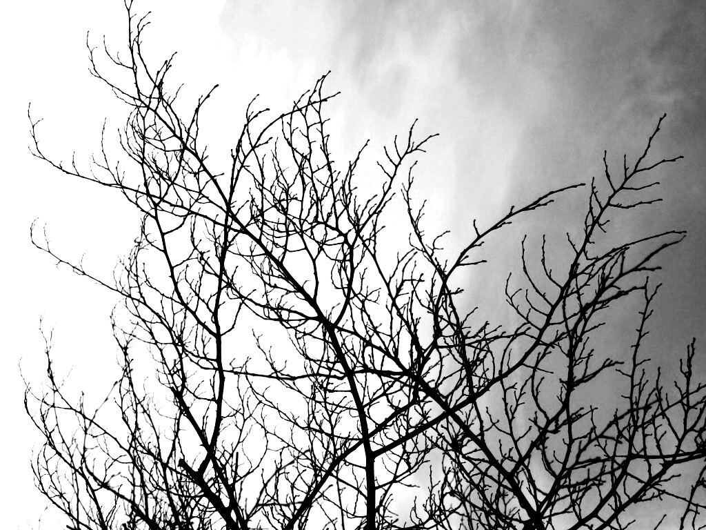 Ветвистое дерево обои