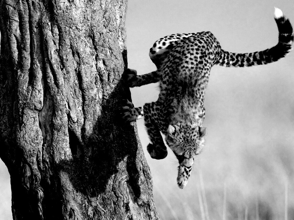 Скалолаз обои