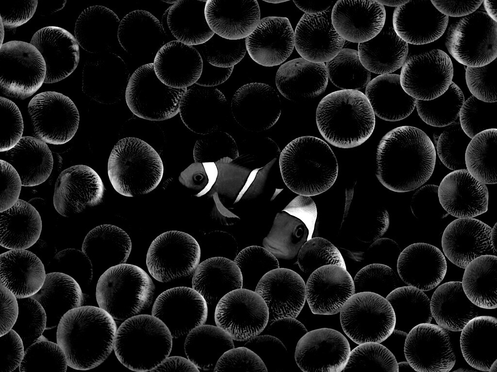 Рыбка клоун стандартные обои iPhone обои