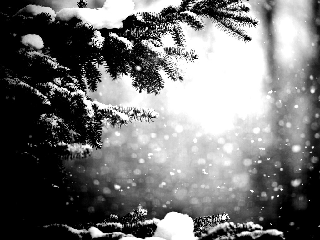 Еловые лапы в снегу обои