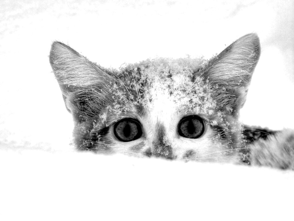 Рыжий котёнок в снегу обои