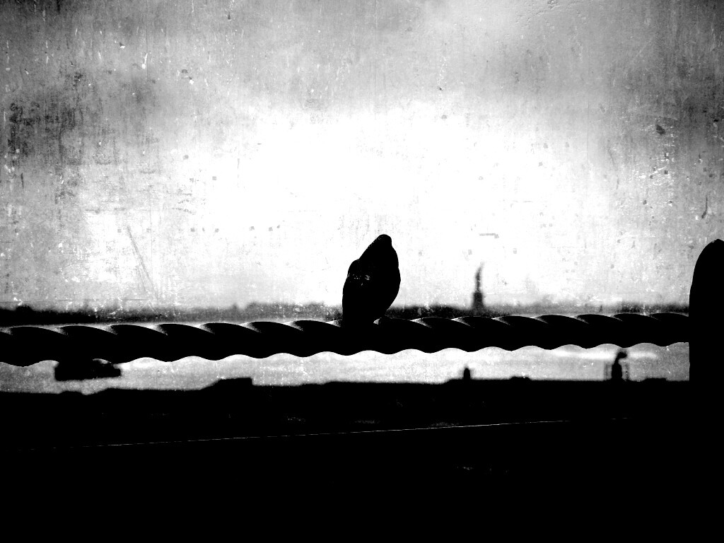 Голубь в Нью-Йоркских доках обои