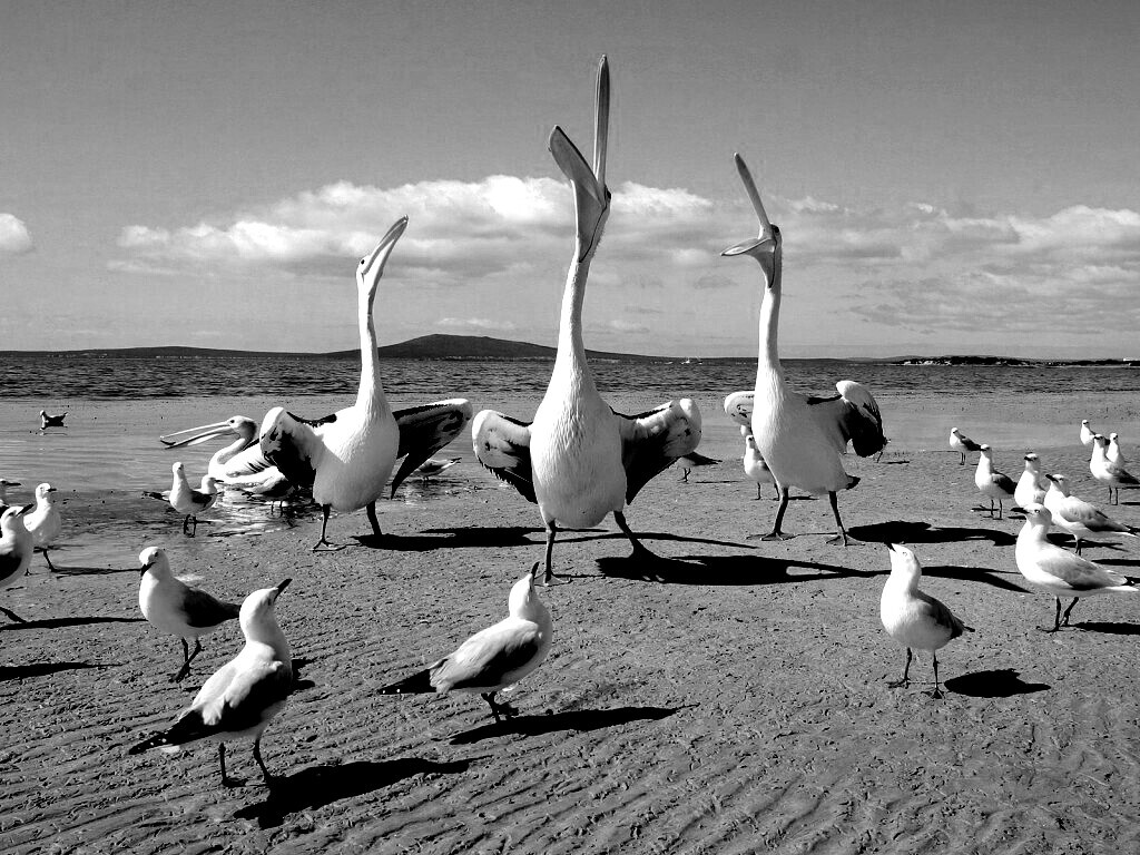 Пеликаны и чайки обои