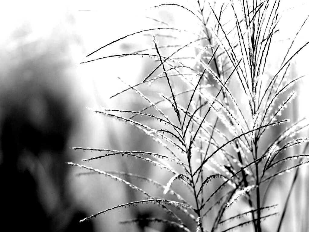 Макро фото растения обои