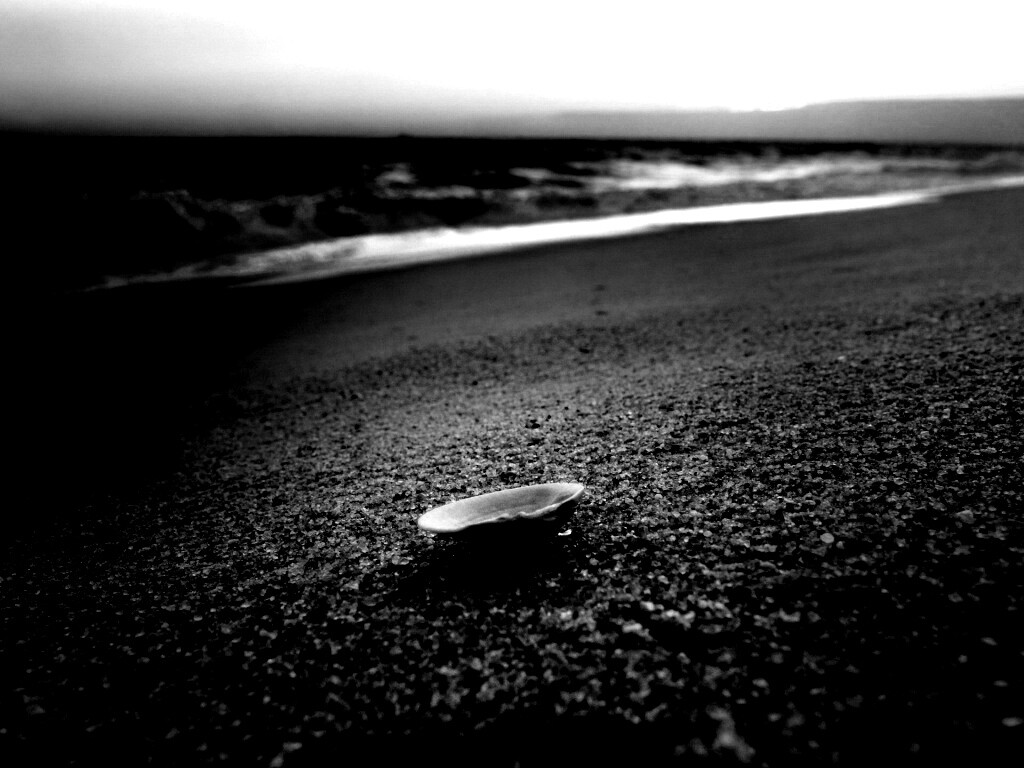 Ракушка не песчанном берегу обои