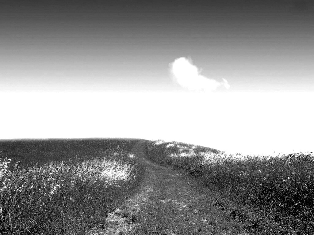 Золоте поле обои