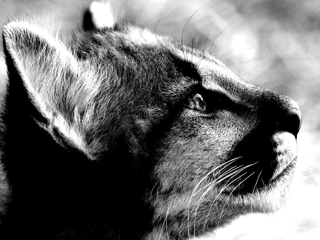 Оцелот смотрит вдаль обои