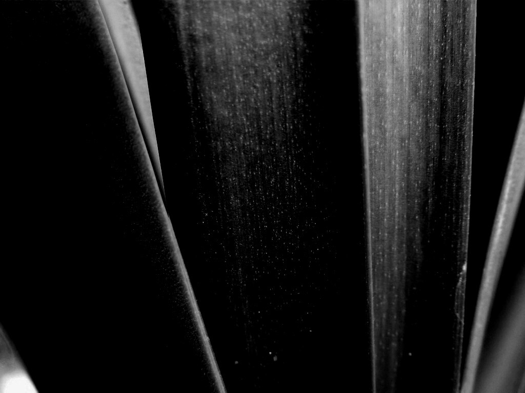 Сочная травинка обои