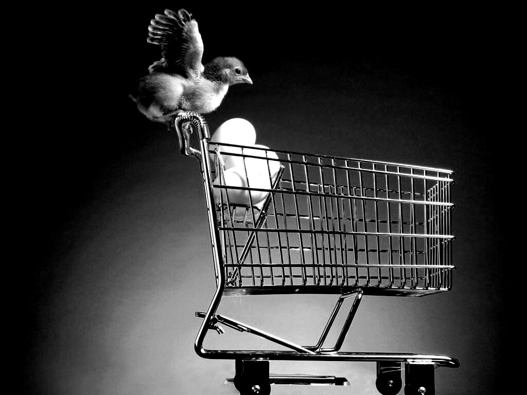 Цыплёнок покупает яйца обои