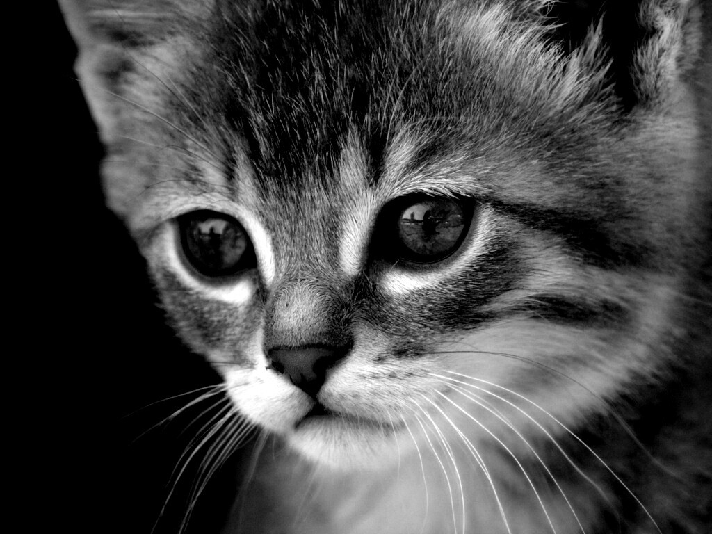 Мордочка котёнка обои