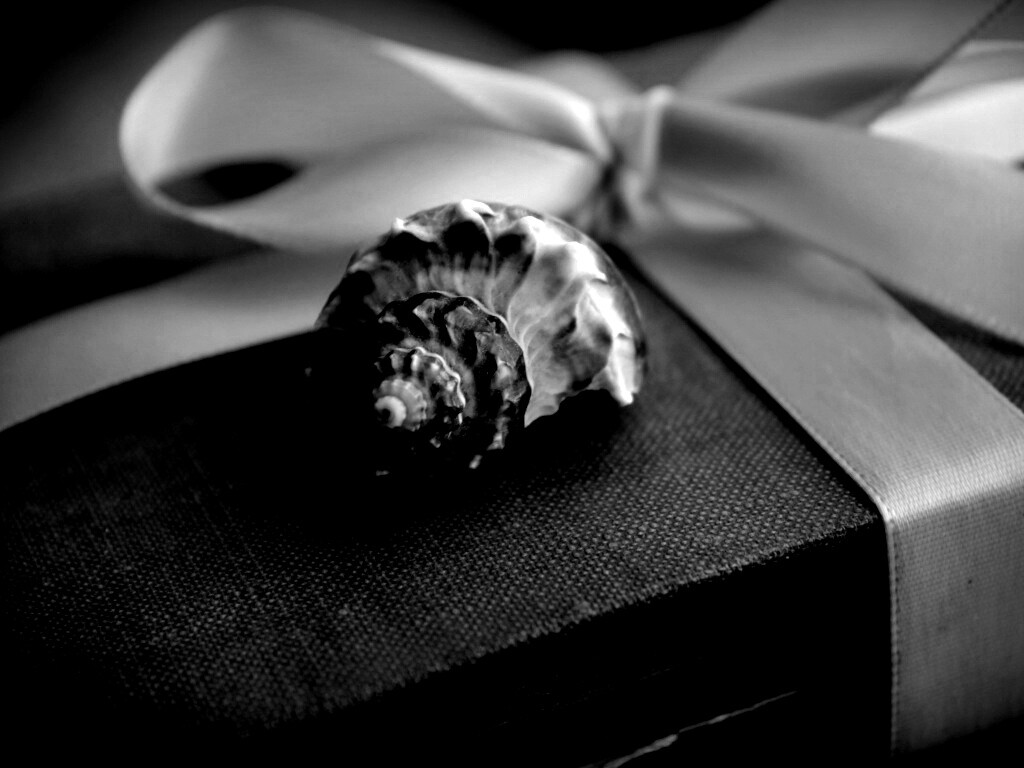 Ракушка на подарочном альбоме обои