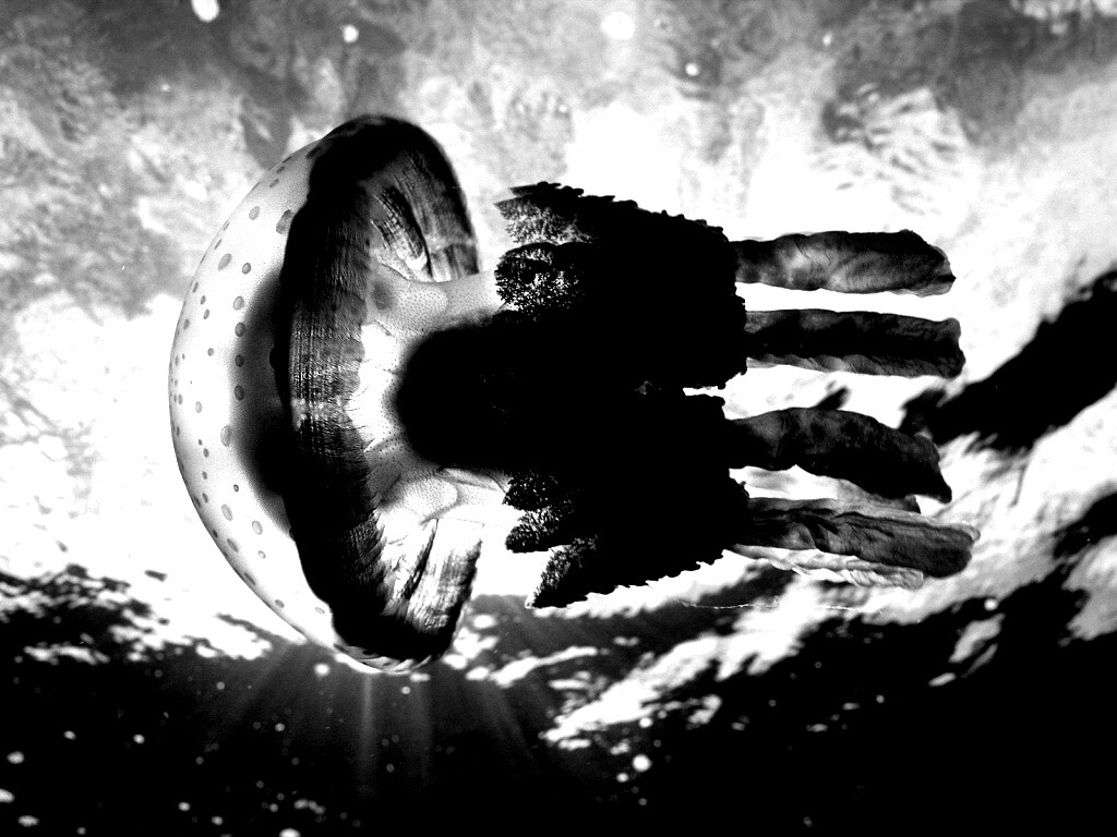 Коричневая медуза обои