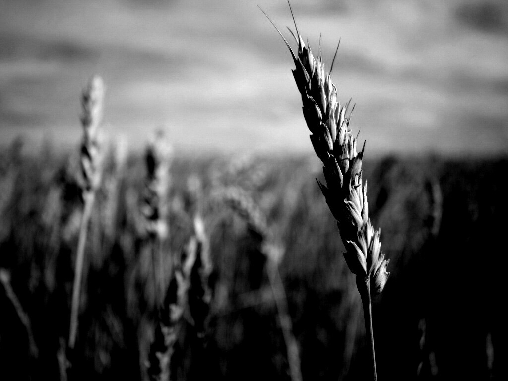 Колосок обои