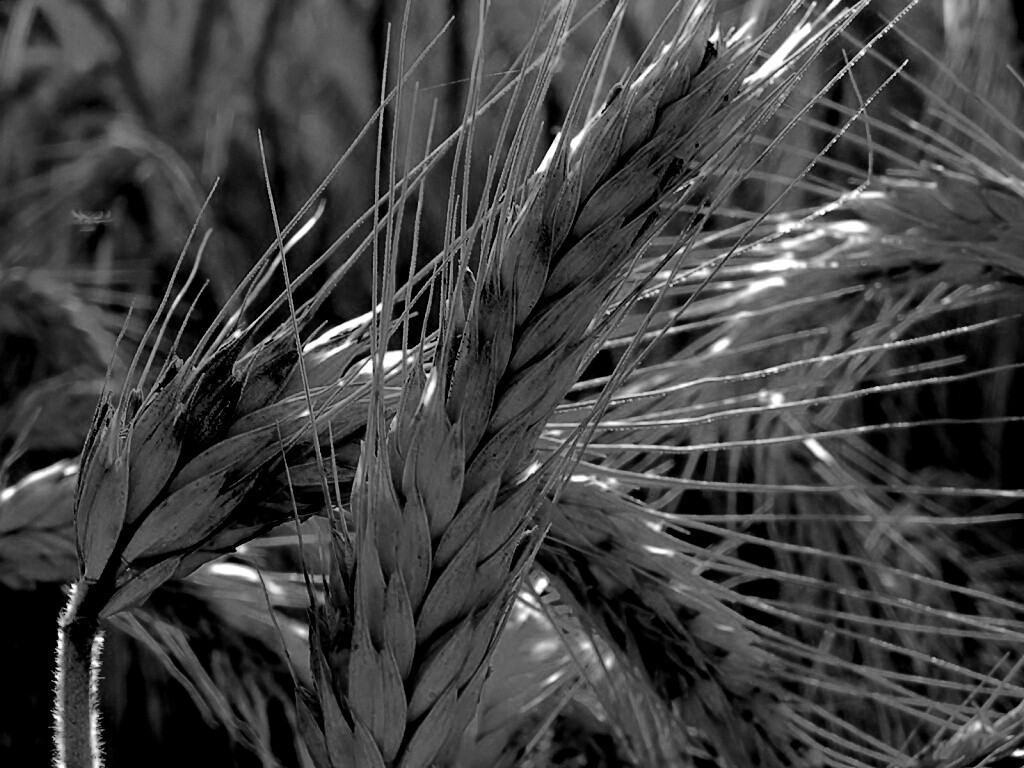 Зреющий колос обои