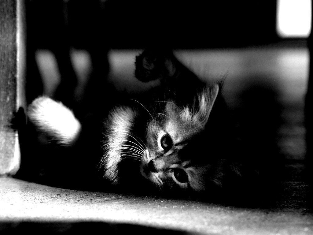 Котенок играет под стулом обои