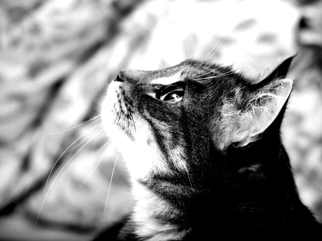 Котик смотрит верх обои