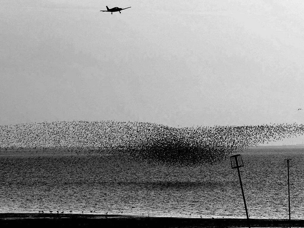 Взлетающая стая птиц обои