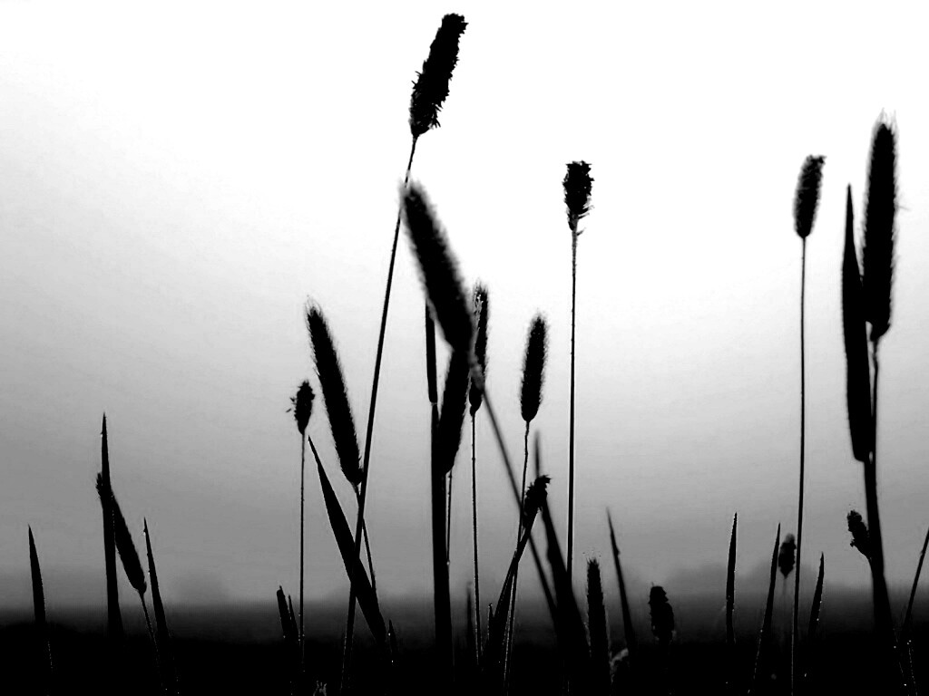 Травинки на закате обои