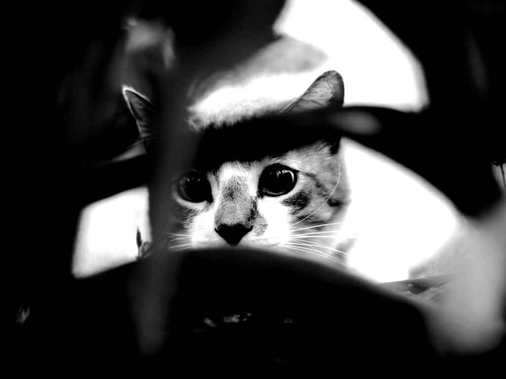 Кот в засаде обои