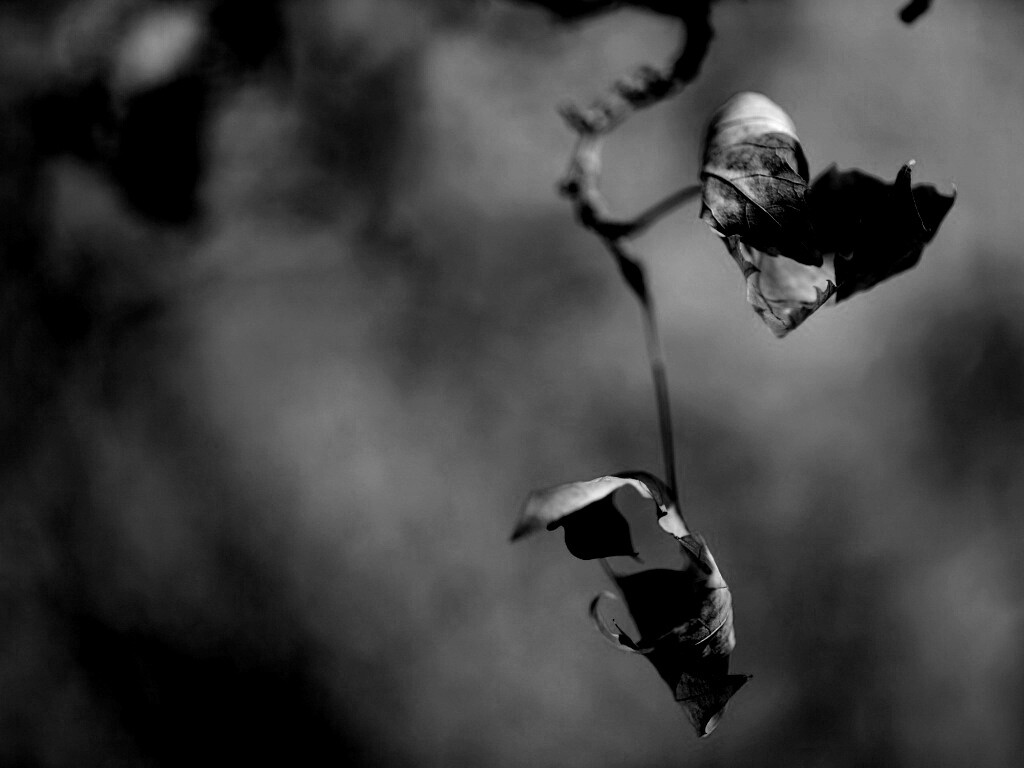 Увядшие листья обои