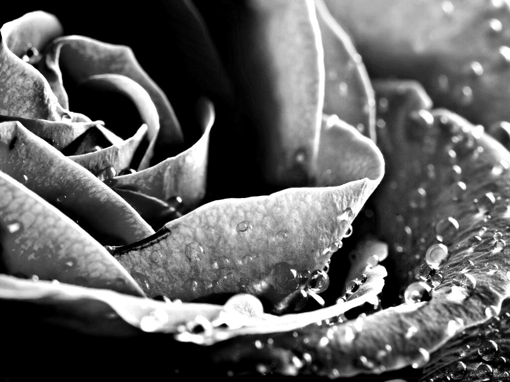 Капли на бутоне розы обои